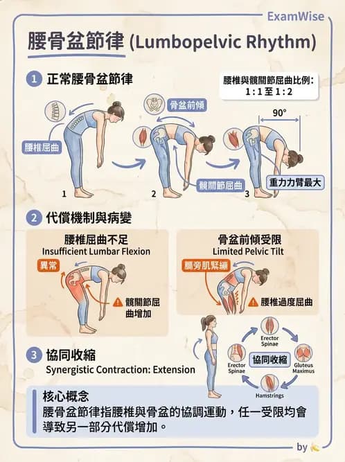 物治 - 軀幹肌動學與生物力學 - AI 圖文解析預覽