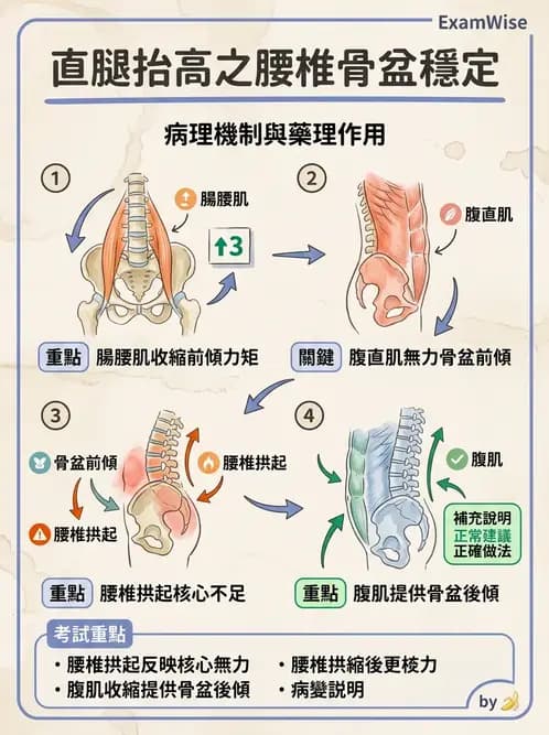 物治 - 肌肉力學與感覺運動控制 - AI 圖文解析預覽