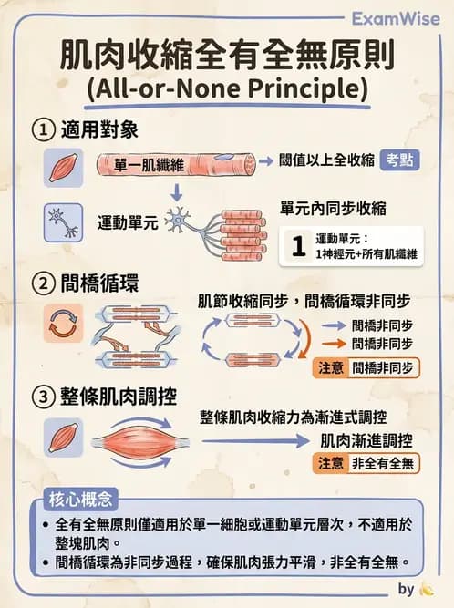 物治 - 肌肉收縮與纖維特性 - AI 圖文解析預覽