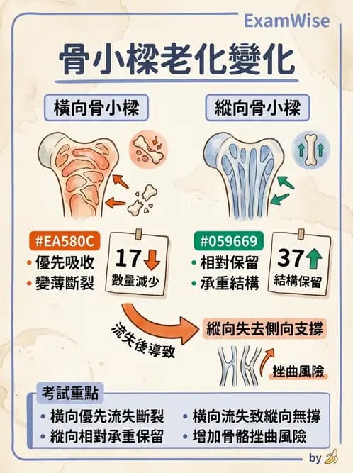 物治 - 骨骼生理與發展老化 - AI 圖文解析預覽