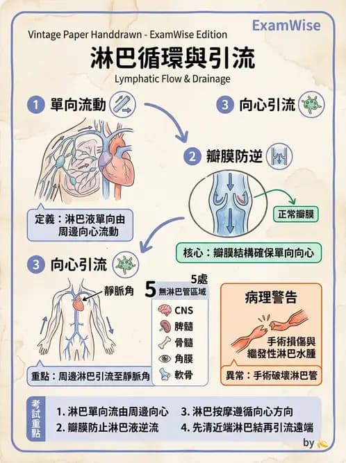 物治 - 淋巴水腫與徒手淋巴引流 - AI 圖文解析預覽