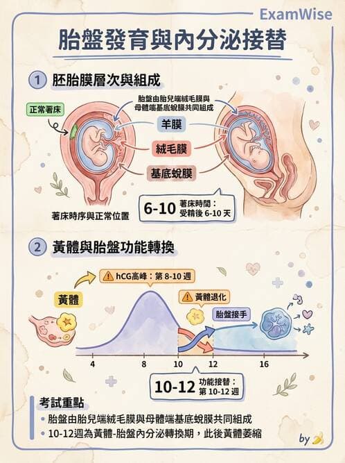 護理師 - 胎兒發育與監測評估 - AI 圖文解析預覽