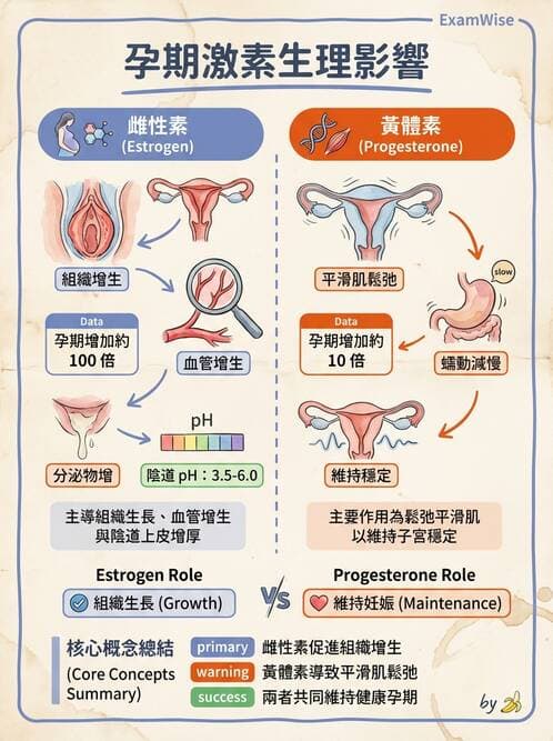 護理師 - 孕期生理變化與不適護理 - AI 圖文解析預覽