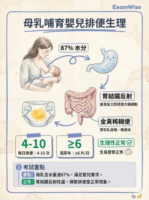 護理師 - 母乳哺餵 - AI 圖文解析預覽