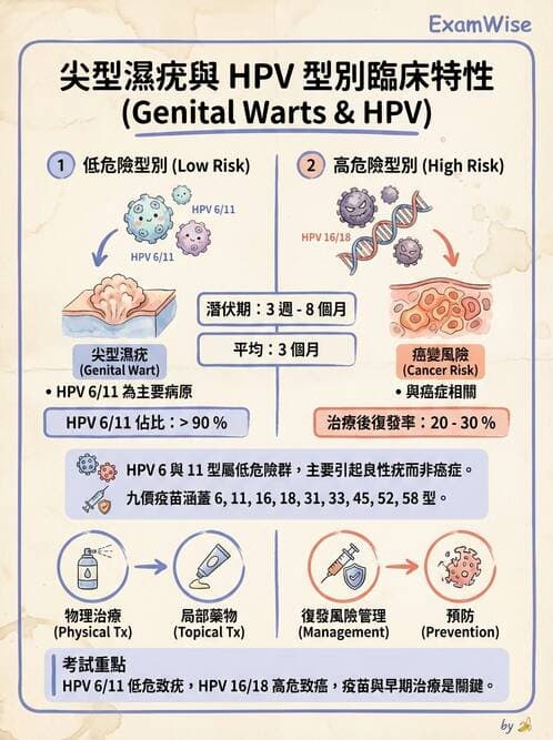護理師 - 婦科腫瘤與感染 - AI 圖文解析預覽