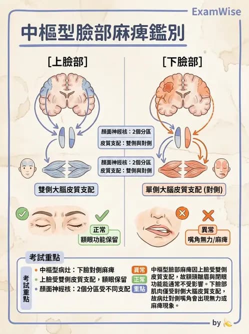 物治 - 腦中風病理與血管解剖 - AI 圖文解析預覽