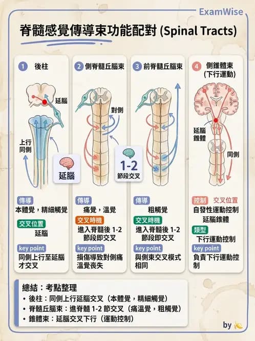 物治 - SCI評估分類與症候群 - AI 圖文解析預覽