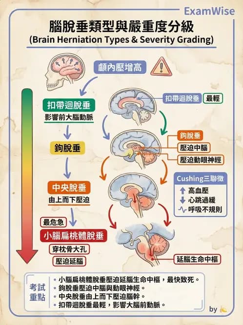 物治 - TBI病理評估與GCS - AI 圖文解析預覽