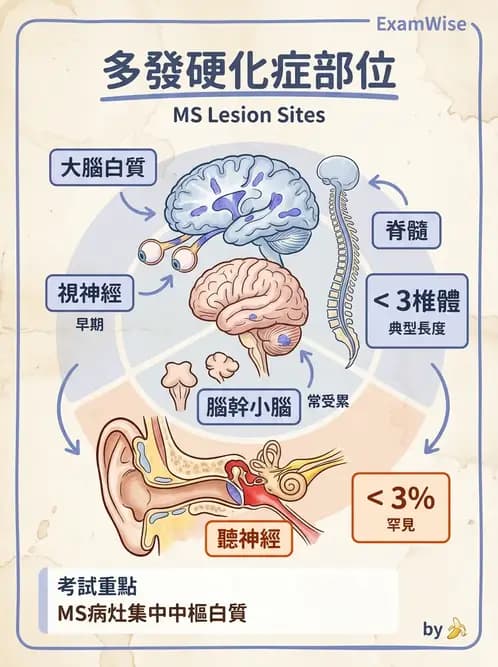 物治 - 多發性硬化症物理治療 - AI 圖文解析預覽
