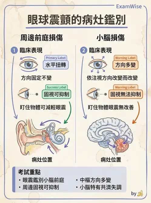 物治 - 小腦疾病物理治療 - AI 圖文解析預覽