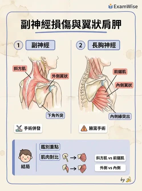 物治 - 肩胛生物力學與神經損傷 - AI 圖文解析預覽