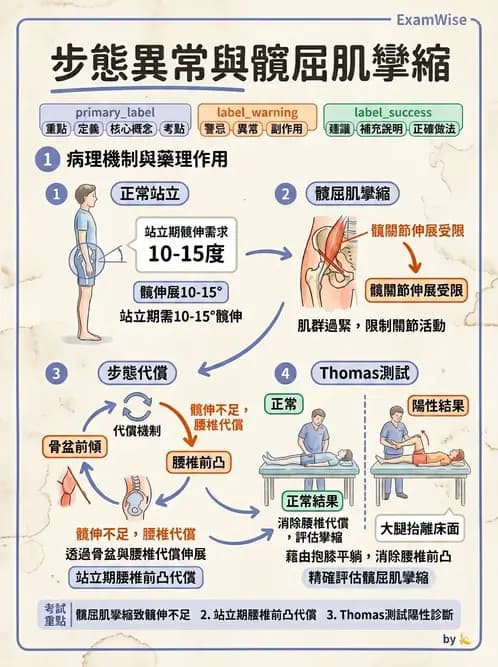 物治 - 髖關節解剖與評估 - AI 圖文解析預覽