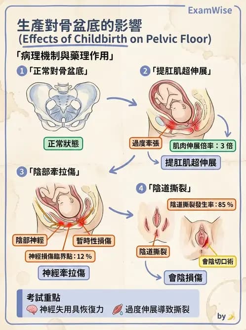 物治 - 女性健康 - AI 圖文解析預覽