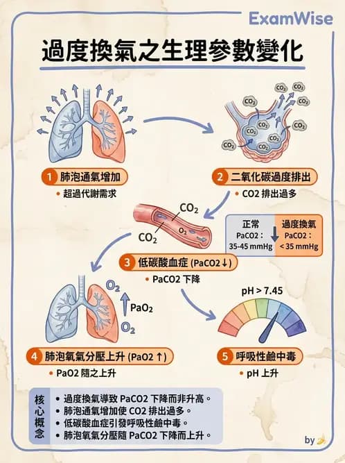 物治 - 呼吸解剖、生理與力學 - AI 圖文解析預覽