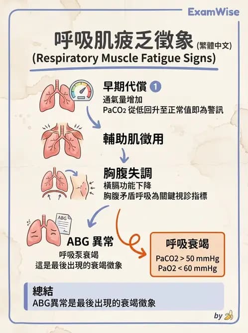 物治 - 呼吸解剖、生理與力學 - AI 圖文解析預覽