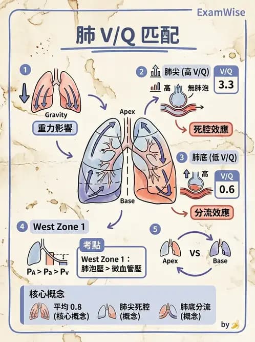 物治 - 呼吸解剖、生理與力學 - AI 圖文解析預覽