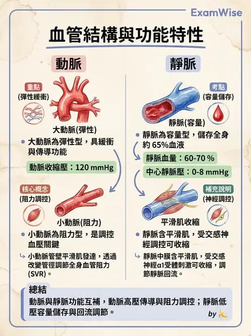 物治 - 循環解剖、生理與血流動力學 - AI 圖文解析預覽