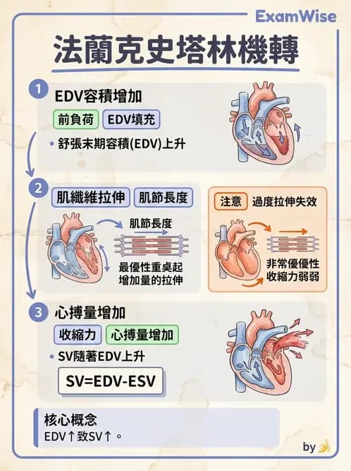 物治 - 循環解剖、生理與血流動力學 - AI 圖文解析預覽