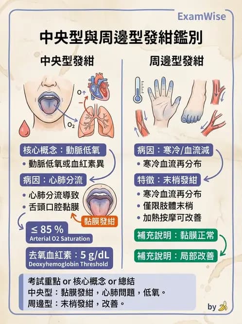 物治 - 循環解剖、生理與血流動力學 - AI 圖文解析預覽