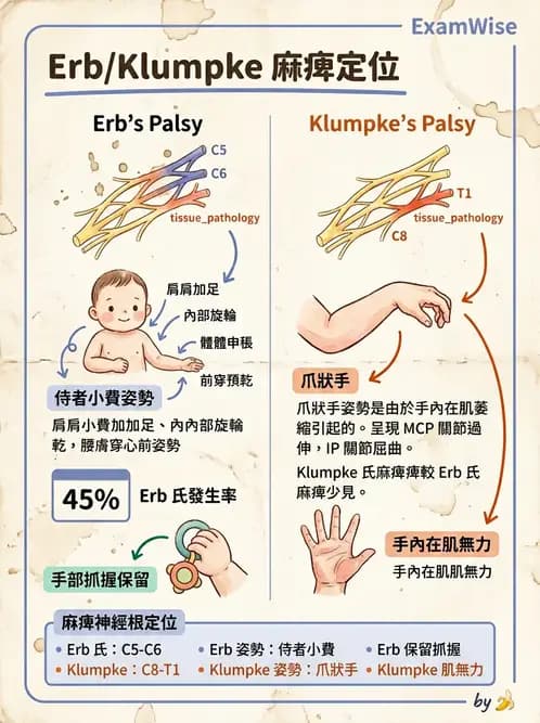 物治 - 小兒肌肉骨骼疾患物理治療 - AI 圖文解析預覽