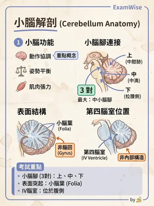 物治 - 中樞神經系統解剖 - AI 圖文解析預覽