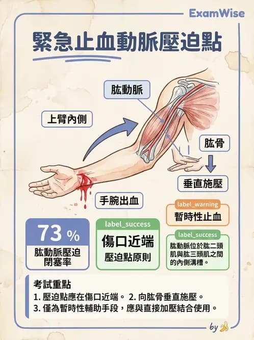 物治 - 心臟血管與血液解剖 - AI 圖文解析預覽
