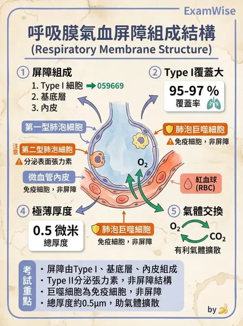物治 - 呼吸系統解剖 - AI 圖文解析預覽