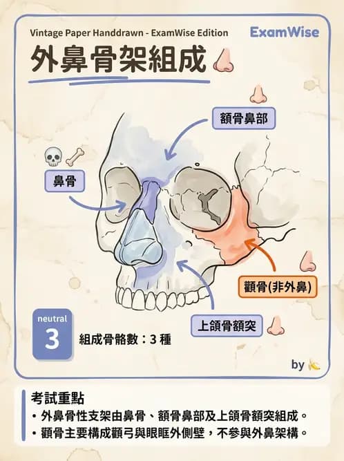 物治 - 骨骼與關節解剖 - AI 圖文解析預覽