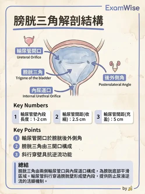 物治 - 消化泌尿生殖系統解剖 - AI 圖文解析預覽