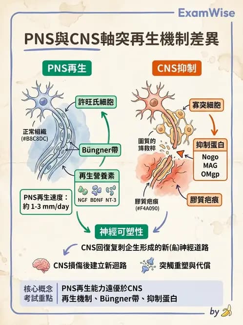 物治 - 神經系統生理 - AI 圖文解析預覽