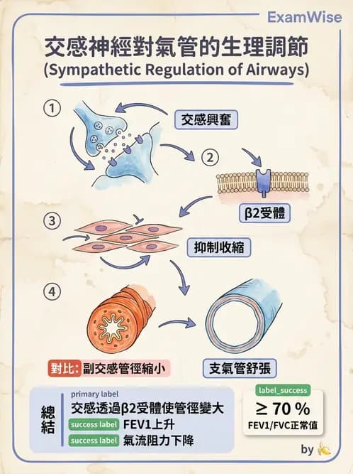 物治 - 呼吸生理 - AI 圖文解析預覽