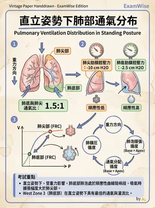 物治 - 呼吸生理 - AI 圖文解析預覽
