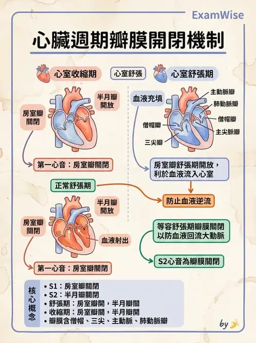 物治 - 心臟血管生理 - AI 圖文解析預覽