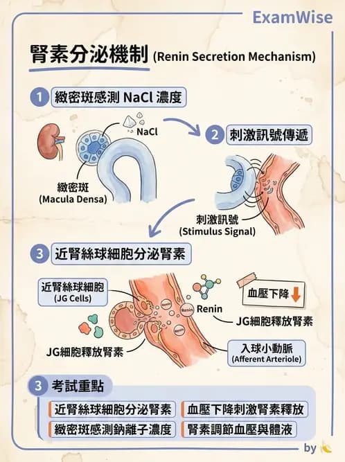 物治 - 消化泌尿系統生理 - AI 圖文解析預覽