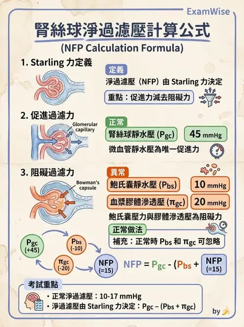 物治 - 消化泌尿系統生理 - AI 圖文解析預覽