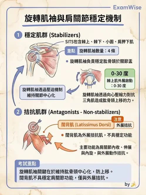 物治 - 肩關節複合體生物力學 - AI 圖文解析預覽