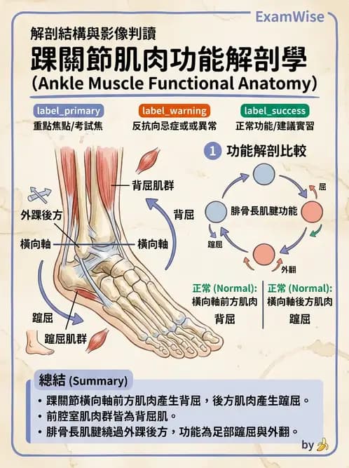 物治 - 踝與足部肌動學與生物力學 - AI 圖文解析預覽