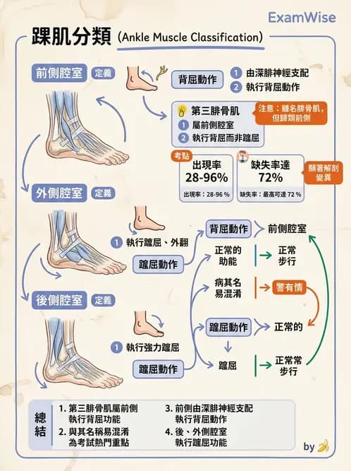 物治 - 踝與足部肌動學與生物力學 - AI 圖文解析預覽