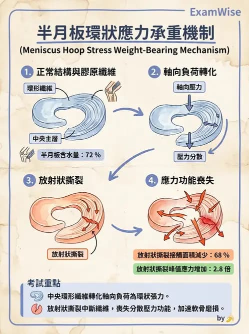 物治 - 膝關節肌動學與生物力學 - AI 圖文解析預覽
