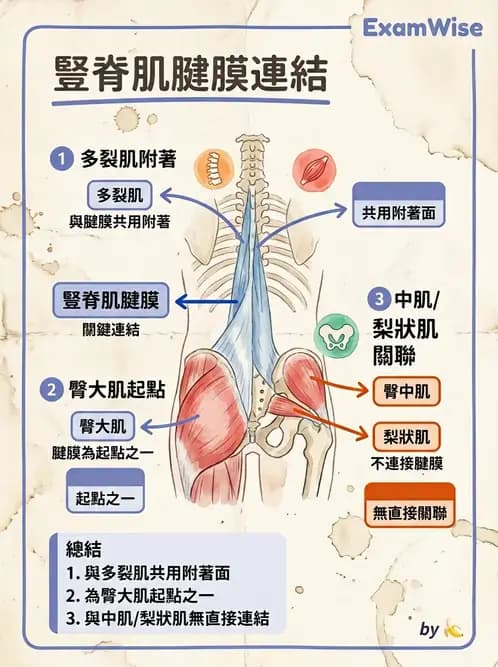 物治 - 軀幹肌動學與生物力學 - AI 圖文解析預覽