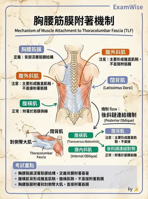 物治 - 軀幹肌動學與生物力學 - AI 圖文解析預覽