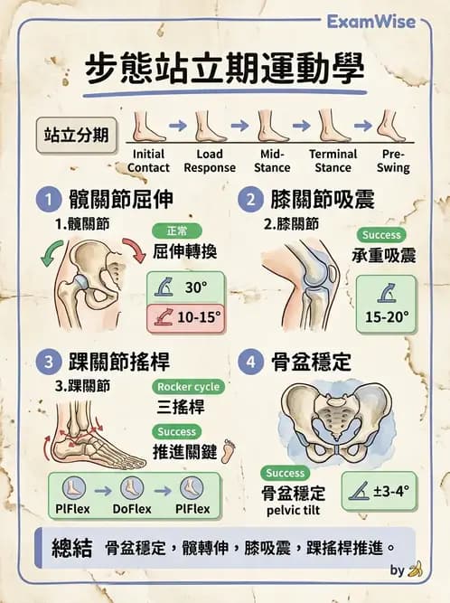 物治 - 步態週期與生物力學 - AI 圖文解析預覽