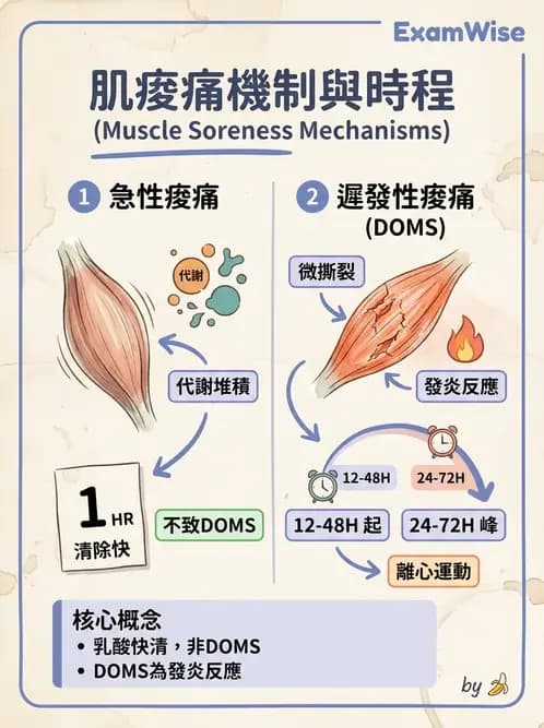 物治 - 肌力訓練方法 - AI 圖文解析預覽
