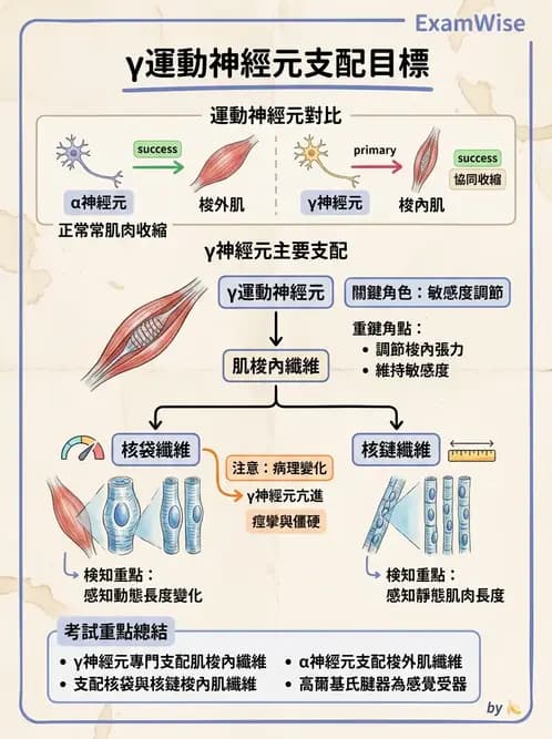 物治 - 動作控制理論 - AI 圖文解析預覽