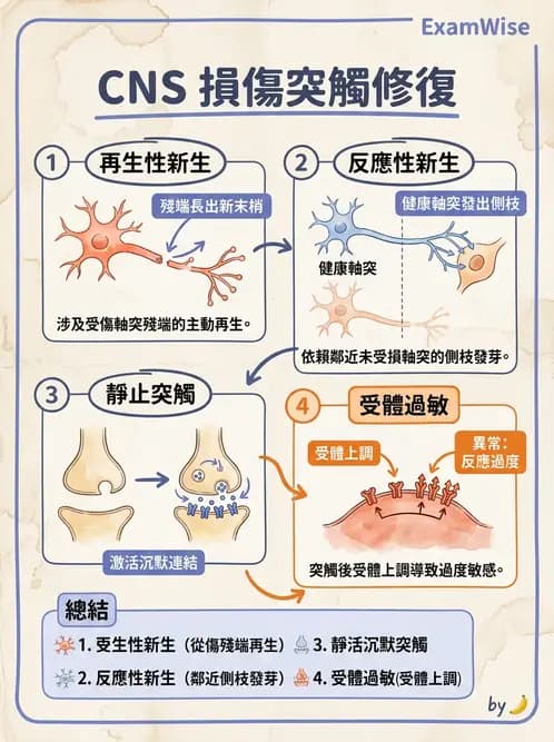 物治 - 神經可塑性 - AI 圖文解析預覽