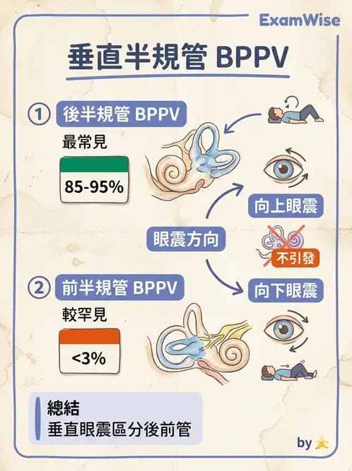 物治 - 前庭系統與前庭復健 - AI 圖文解析預覽