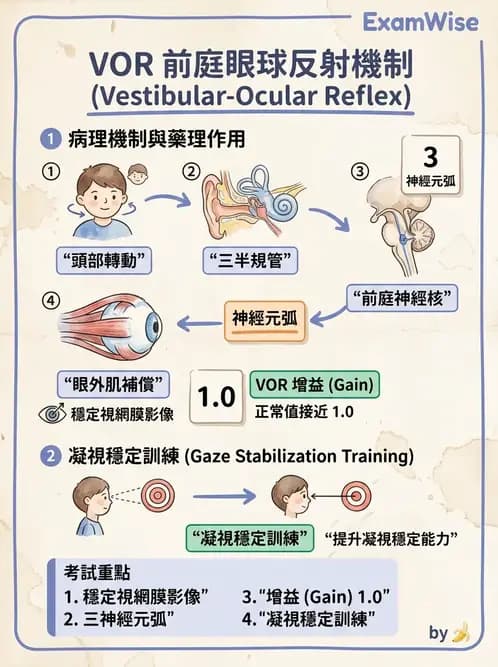 物治 - 前庭系統與前庭復健 - AI 圖文解析預覽