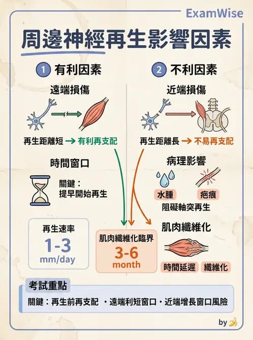 物治 - 周邊神經損傷與復健 - AI 圖文解析預覽
