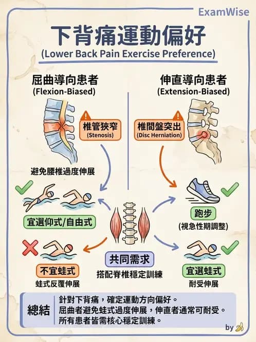 物治 - 腰椎穩定訓練與治療原則 - AI 圖文解析預覽
