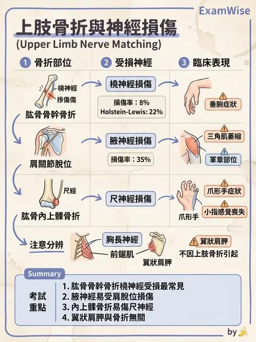 物治 - 肩胛生物力學與神經損傷 - AI 圖文解析預覽